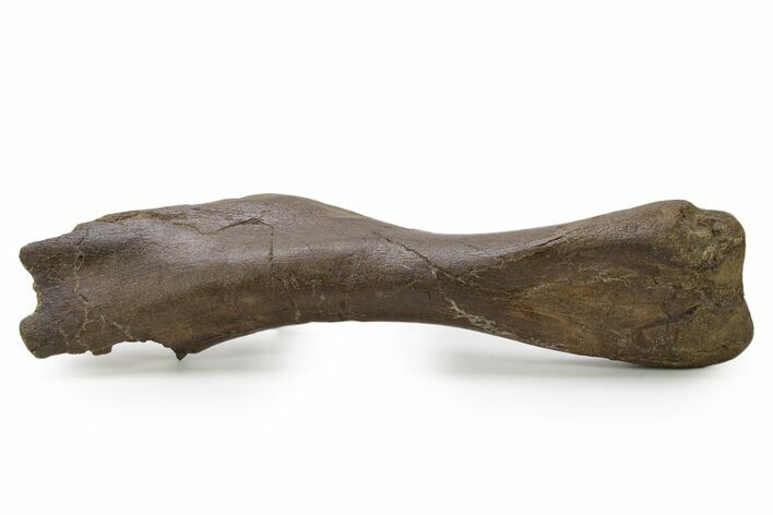 Fossil Sub-Adult Hadrosaur Humerus w/ Bite Marks - Montana #382484